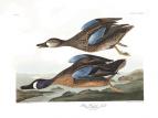 Blue-winged Teal